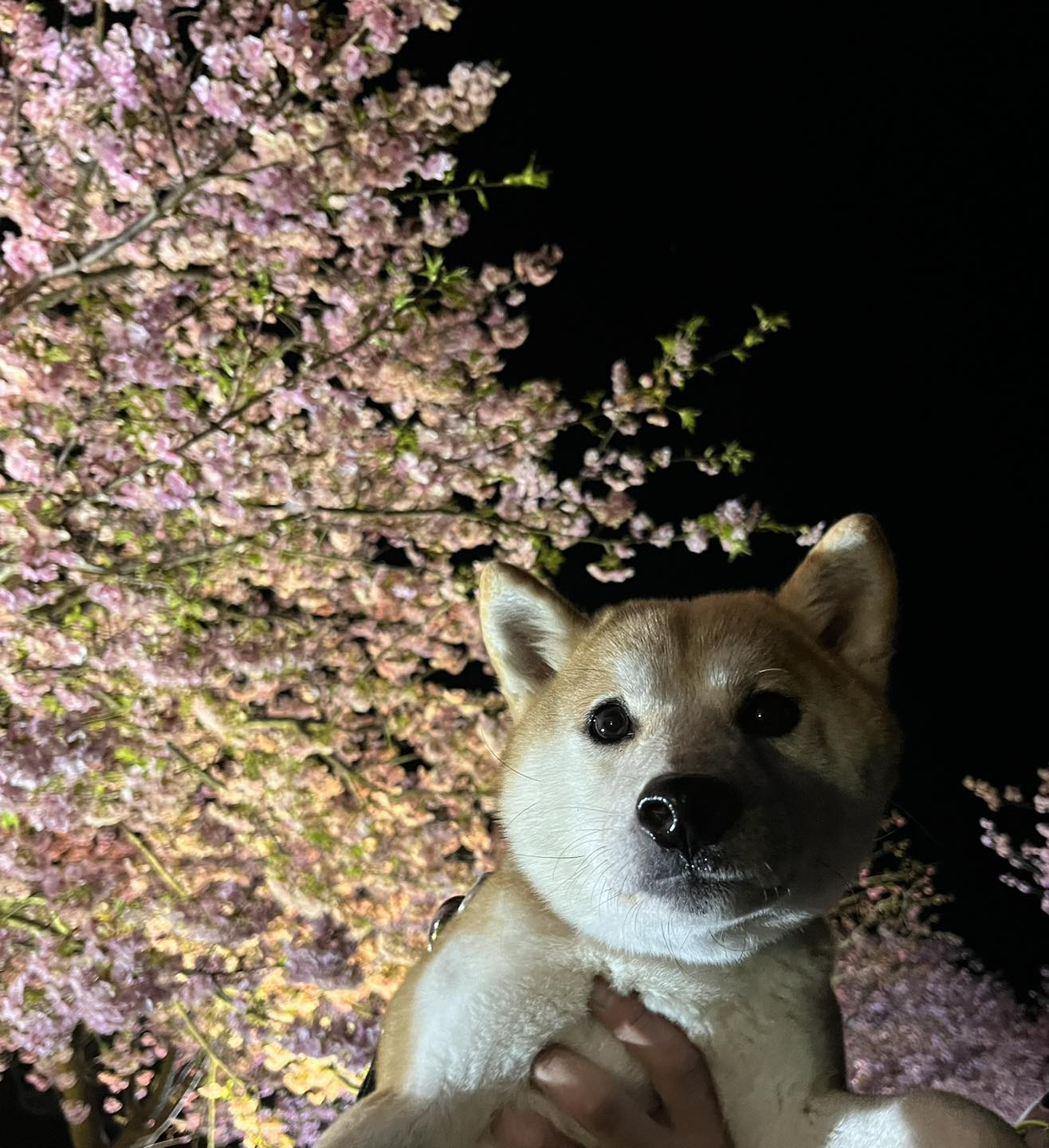 夜桜と柴犬なめこ🌸❤️🐕